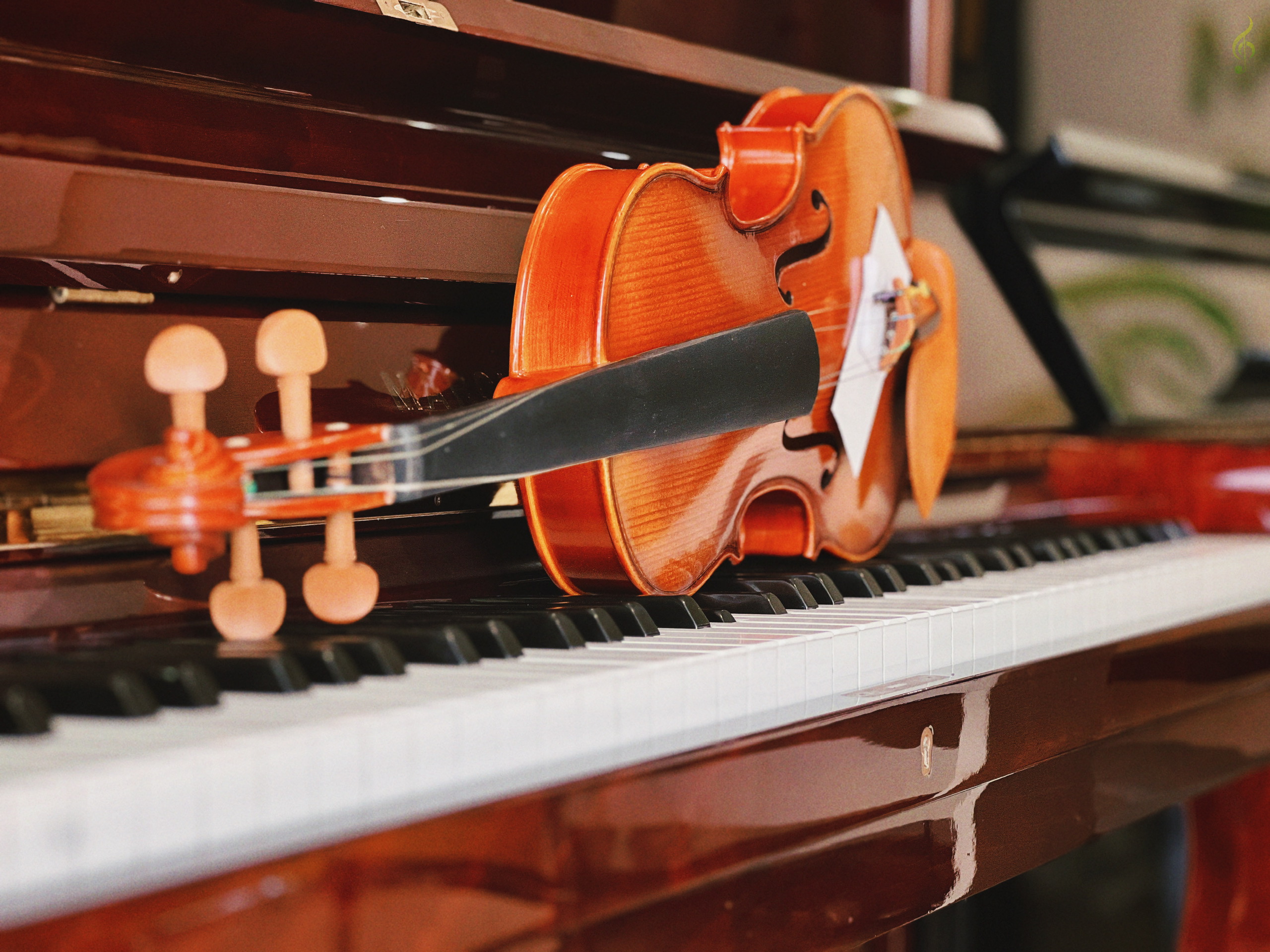 violin giá rẻ tại Tây Ninh